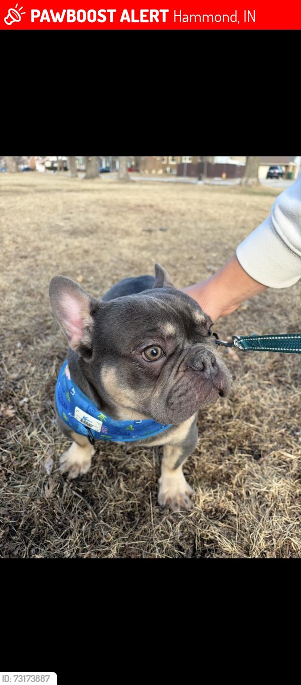 Lost Male Dog last seen Montana Avenue Hammond Indiana, Hammond, IN 46323