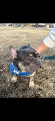 Lost Male Dog last seen Montana Avenue Hammond Indiana, Hammond, IN 46323
