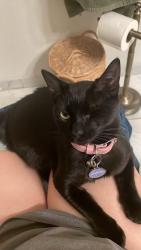 Lost Female Cat last seen mcnear ave, grant, Petaluma, CA 94952