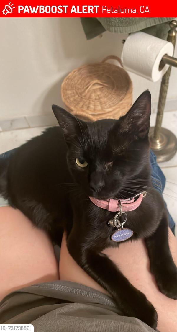 Lost Female Cat last seen mcnear ave, grant, Petaluma, CA 94952