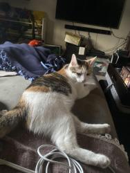 Reunited Female Cat last seen Arline, neighborhood behind Little India, Artesia, CA 90701