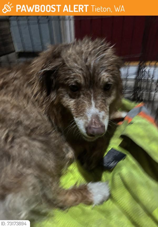 Found/Stray Unknown Dog last seen El Nido Cabins, Tieton, WA 98947