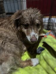 Found/Stray Unknown Dog last seen El Nido Cabins, Tieton, WA 98947