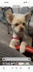 Lost Male Dog last seen Near 2nd ln sw, Seattle, WA 98146