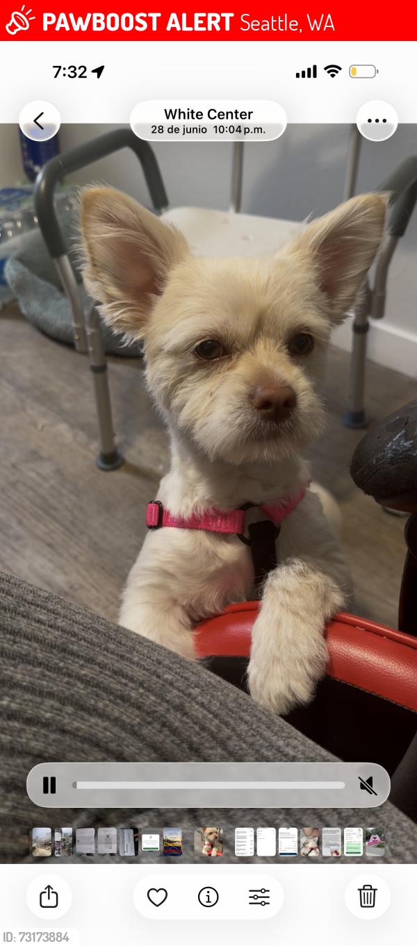 Lost Male Dog last seen Near 2nd ln sw, Seattle, WA 98146