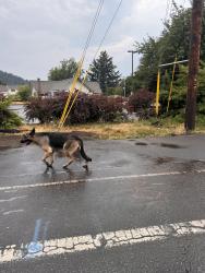 Found/Stray Female Dog last seen Powell and 153, Portland, OR 97206