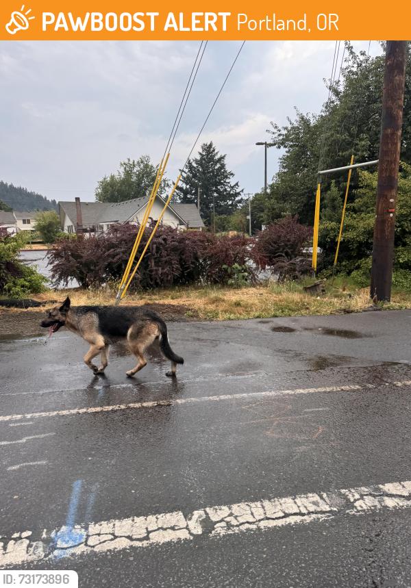 Found/Stray Female Dog last seen Powell and 153, Portland, OR 97206