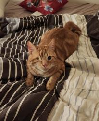 Lost Male Cat last seen Near Fredericksburg Dr N, Lugoff, SC 29078