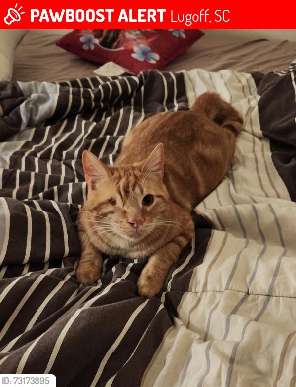 Lost Male Cat last seen Near Fredericksburg Dr N, Lugoff, SC 29078
