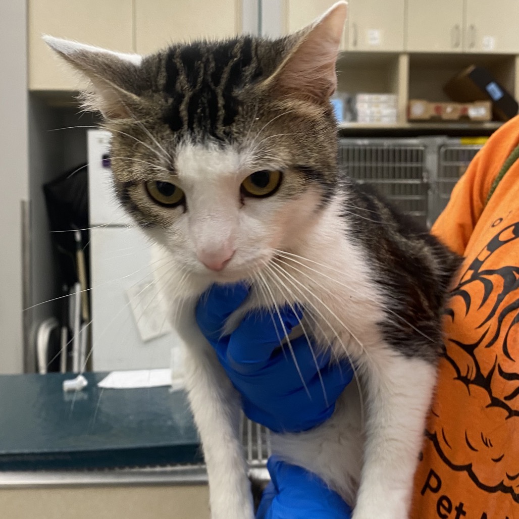 Shelter Stray Male Cat last seen , 6621 Westminster Ave, Garden Grove, CA 92844, USA