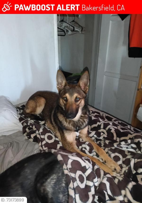 Lost Male Dog last seen Wilson and aibke, Bakersfield, CA 93308