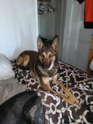 Lost Male Dog last seen Wilson and aibke, Bakersfield, CA 93308