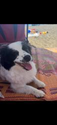 Reunited Female Dog last seen 1ST AVE S & S 348TH ST, Federal Way, WA 98003