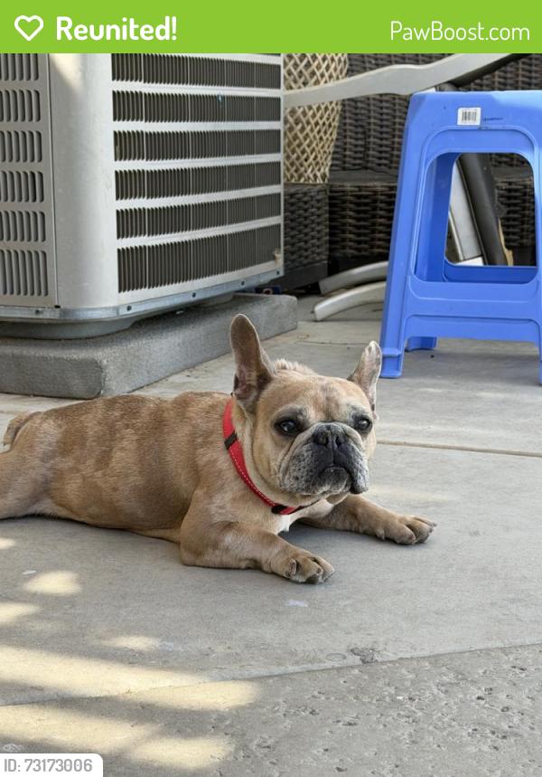Reunited Female Dog last seen Bennington Dr, Victorville, CA 92392, USA, Victorville, CA 92392