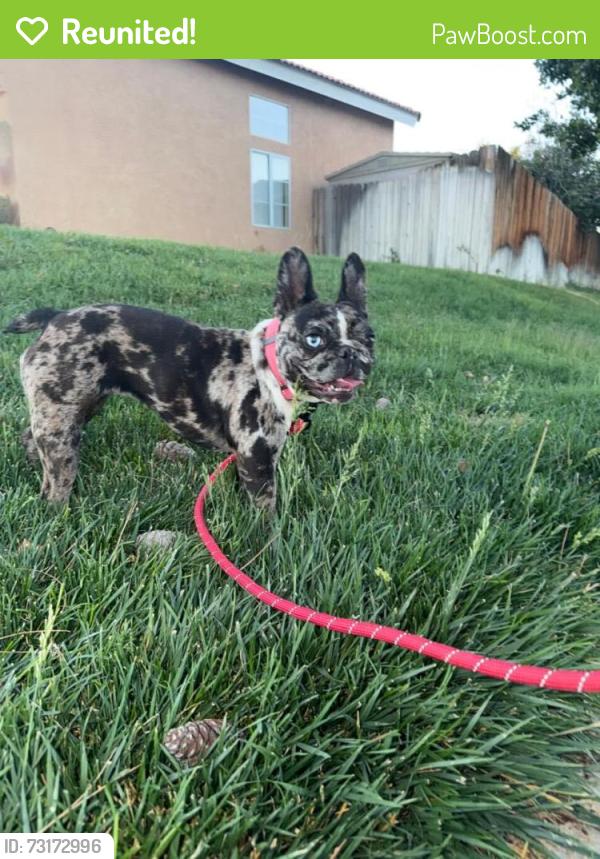 Reunited Female Dog last seen Bennington Dr, Victorville, CA 92392, USA, Victorville, CA 92392