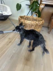 Reunited Female Dog last seen Custer, Fruitland, ID 83619