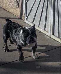 Lost Male Dog last seen Church in Brawley, Fresno, CA 93706
