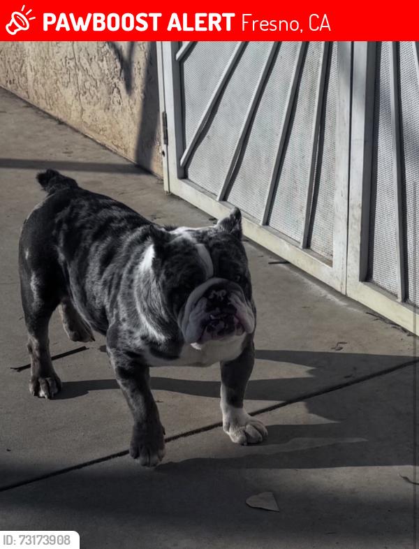 Lost Male Dog last seen Church in Brawley, Fresno, CA 93706