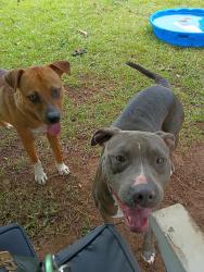 Found/Stray Female Dog last seen Circle K, Montgomery, AL 36105