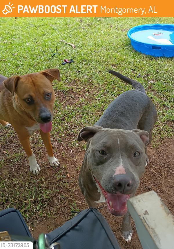Found/Stray Female Dog last seen Circle K, Montgomery, AL 36105