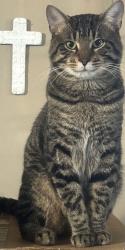 Lost Male Cat last seen Robert dr, Porter, TX 77365