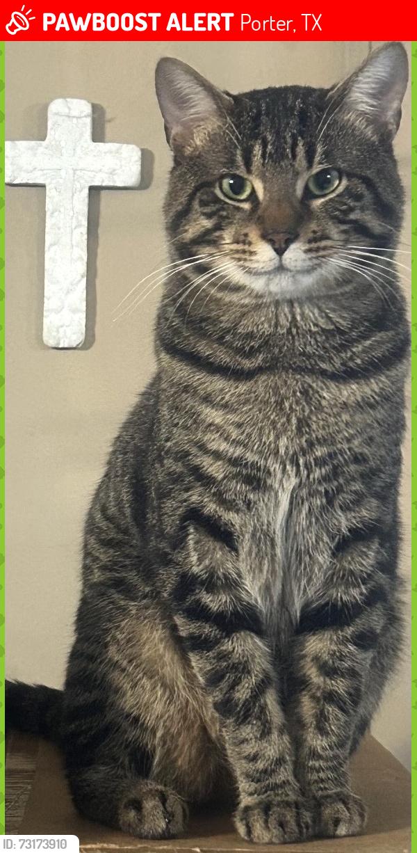 Lost Male Cat last seen Robert dr, Porter, TX 77365