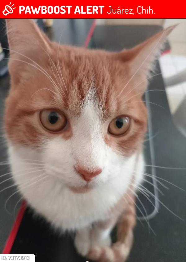 Lost Male Cat last seen Costa Rica y Panamá, Juárez, Chih. 79901