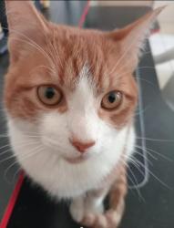 Lost Male Cat last seen Costa Rica y Panamá, Juárez, Chih. 79901