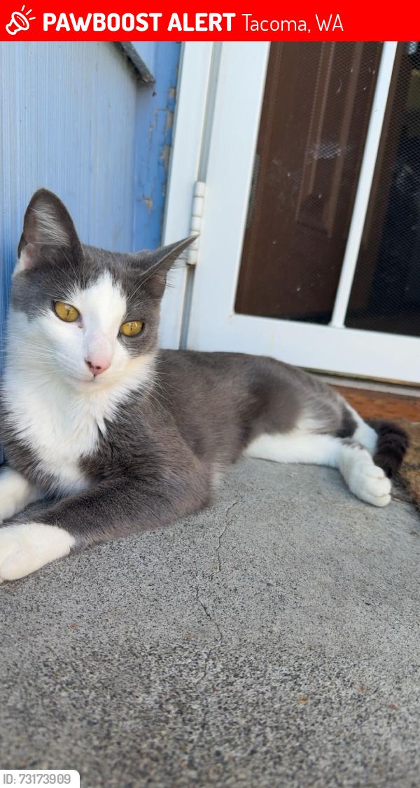Lost Female Cat last seen 61st and pacific, Tacoma, WA 98408