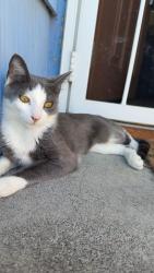 Lost Female Cat last seen 61st and pacific, Tacoma, WA 98408