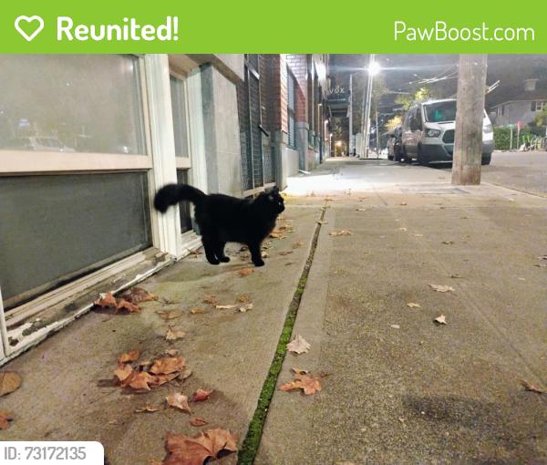 Reunited Male Cat last seen Pine and 15th, Seattle, WA 98122