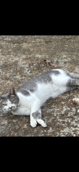 Reunited Female Cat last seen 44th St & 15th Ave, Chattanooga, TN 37407