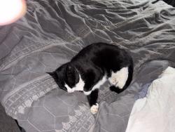 Lost Male Cat last seen Davenport, Red Deer, AB 