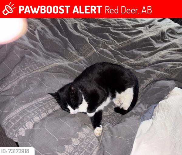 Lost Male Cat last seen Davenport, Red Deer, AB 