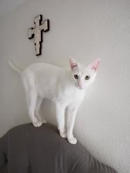 Lost Male Cat last seen Marina liquor, Seal Beach, Long Beach, CA 90814