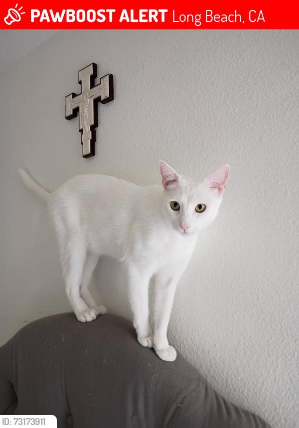 Lost Male Cat last seen Marina liquor, Seal Beach, Long Beach, CA 90814