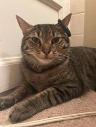 Reunited Male Cat last seen Weathered edge dr, Fishers, IN 46037