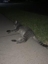Found/Stray Unknown Cat last seen Timber Ridge Dr Allen Tx, Allen, TX 75013