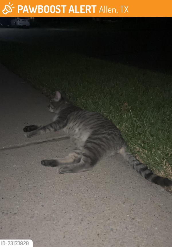Found/Stray Unknown Cat last seen Timber Ridge Dr Allen Tx, Allen, TX 75013