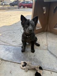 Lost Male Dog last seen Violeta St and 205th St, Lakewood, CA 90715