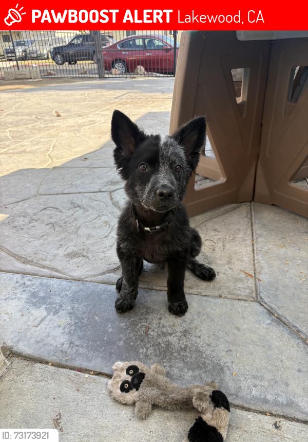 Lost Male Dog last seen Violeta St and 205th St, Lakewood, CA 90715