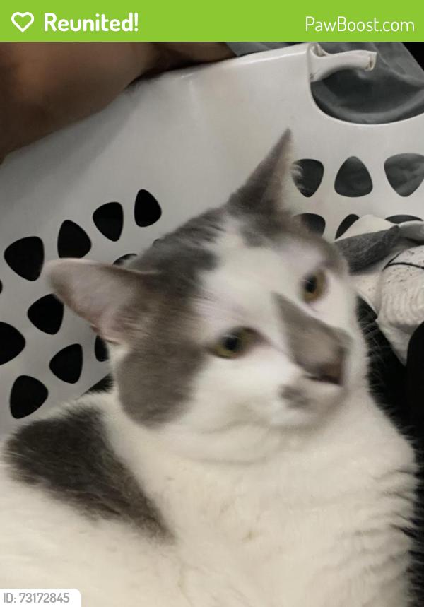 Reunited Male Cat last seen Rustic glen, Temecula, CA 92591