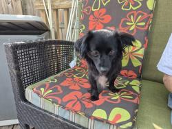 Reunited Female Dog last seen Millwoods Road, 32 ave NW, Edmonton, AB T6K 1J1