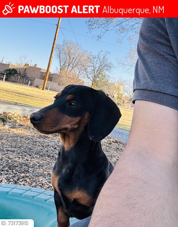 Lost Male Dog last seen Comanche-carlisle, Albuquerque, NM 87107