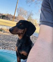 Lost Male Dog last seen Comanche-carlisle, Albuquerque, NM 87107