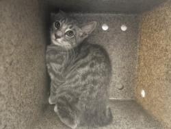 Shelter Stray Male Cat last seen , 3201 Lacy St, Los Angeles, CA 90031, USA