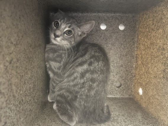 Shelter Stray Male Cat last seen , 3201 Lacy St, Los Angeles, CA 90031, USA