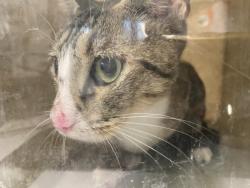 Shelter Stray Female Cat last seen , 1850 W 60th St, Los Angeles, CA 90047, USA