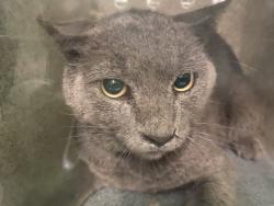 Shelter Stray Male Cat last seen , 1850 W 60th St, Los Angeles, CA 90047, USA
