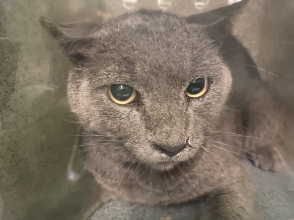Shelter Stray Male Cat last seen , 1850 W 60th St, Los Angeles, CA 90047, USA